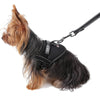 Harness for small Dogs